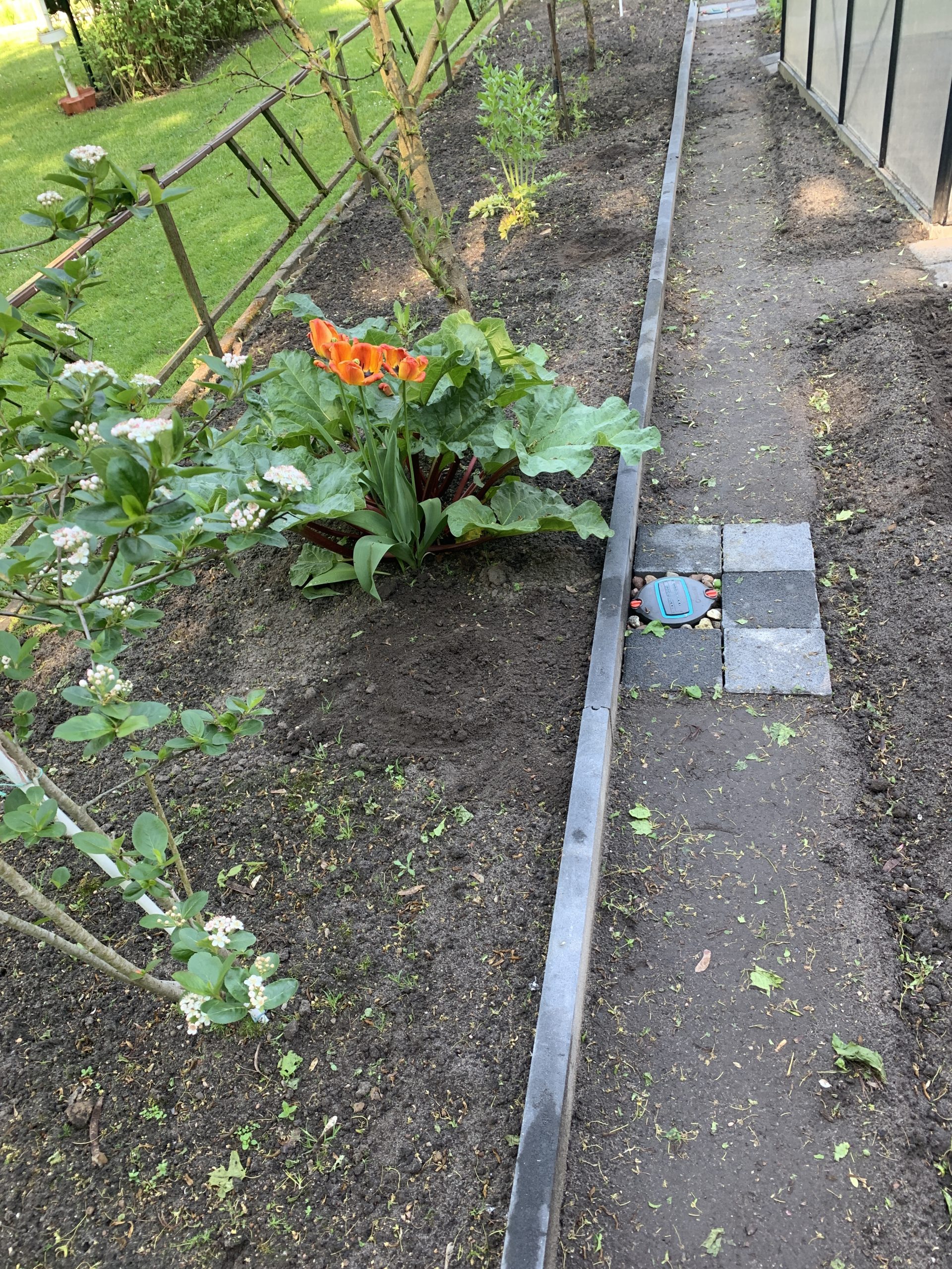 Kürbissaatstellen im Beerensträucher-Randbeet