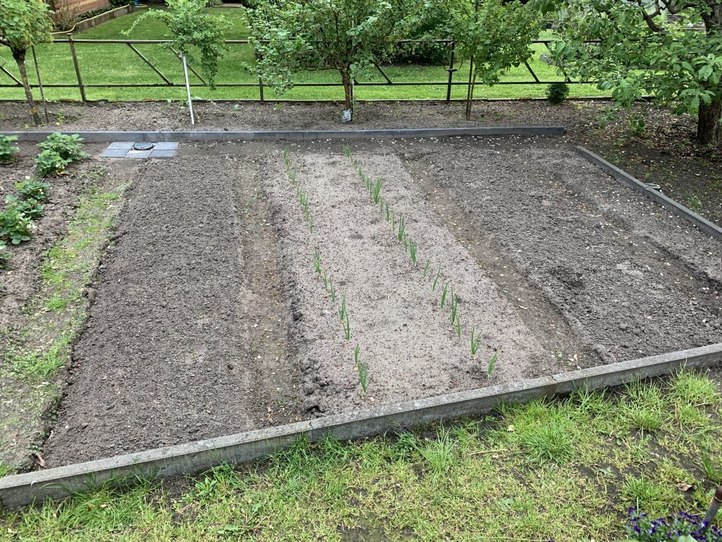 Mittig des Bildes das Zwiebel-/Möhren-Beet. Links davon wächst der Porree (samt Brokkoli) und rechts Blumenkohl mit Porree