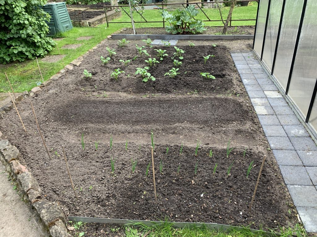 Erneut frisch ausgesäter Rotkohl