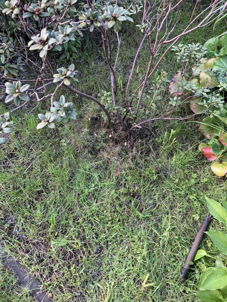 Völlig eingewachsene Azalee