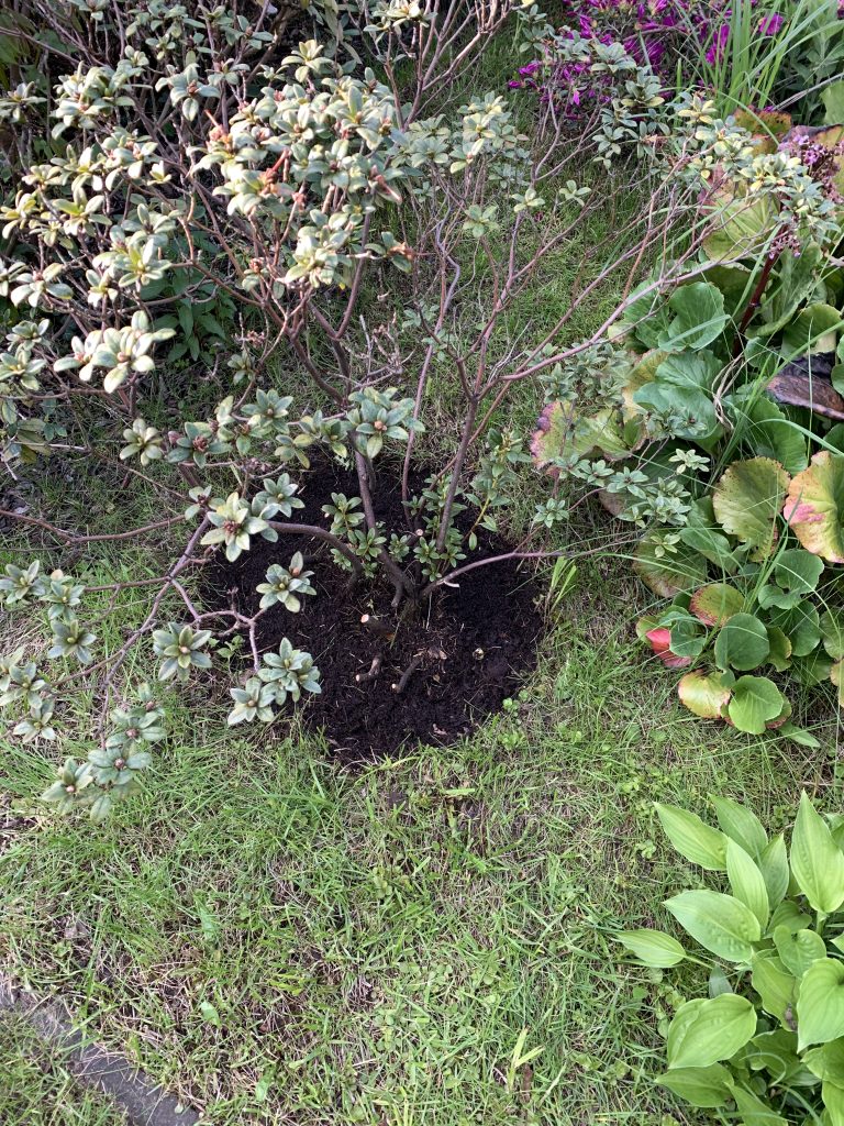 Azalee „unten ohne“