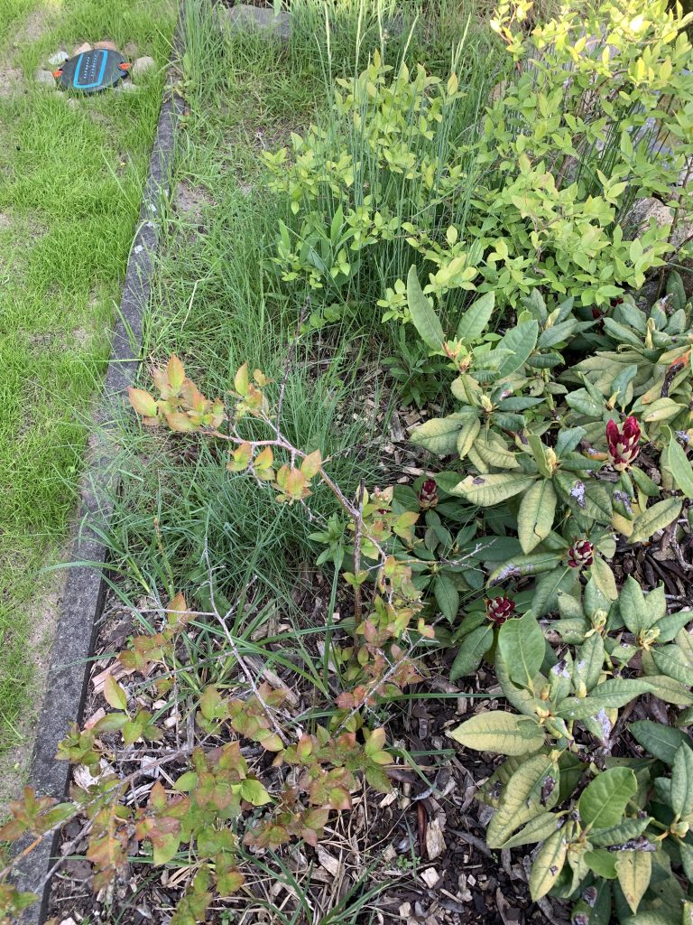 Ein Stück des Beetes entlang des Gartenteiches - zugwuchert