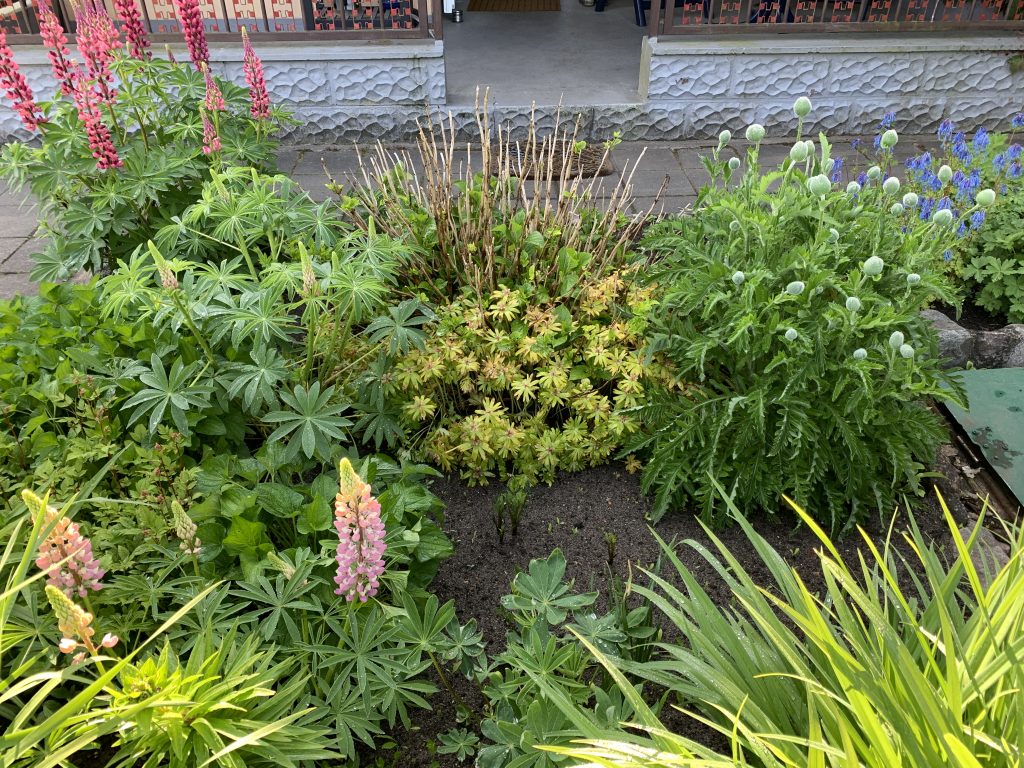 Hochgewachsene Winterlinge umringen die Hortensie