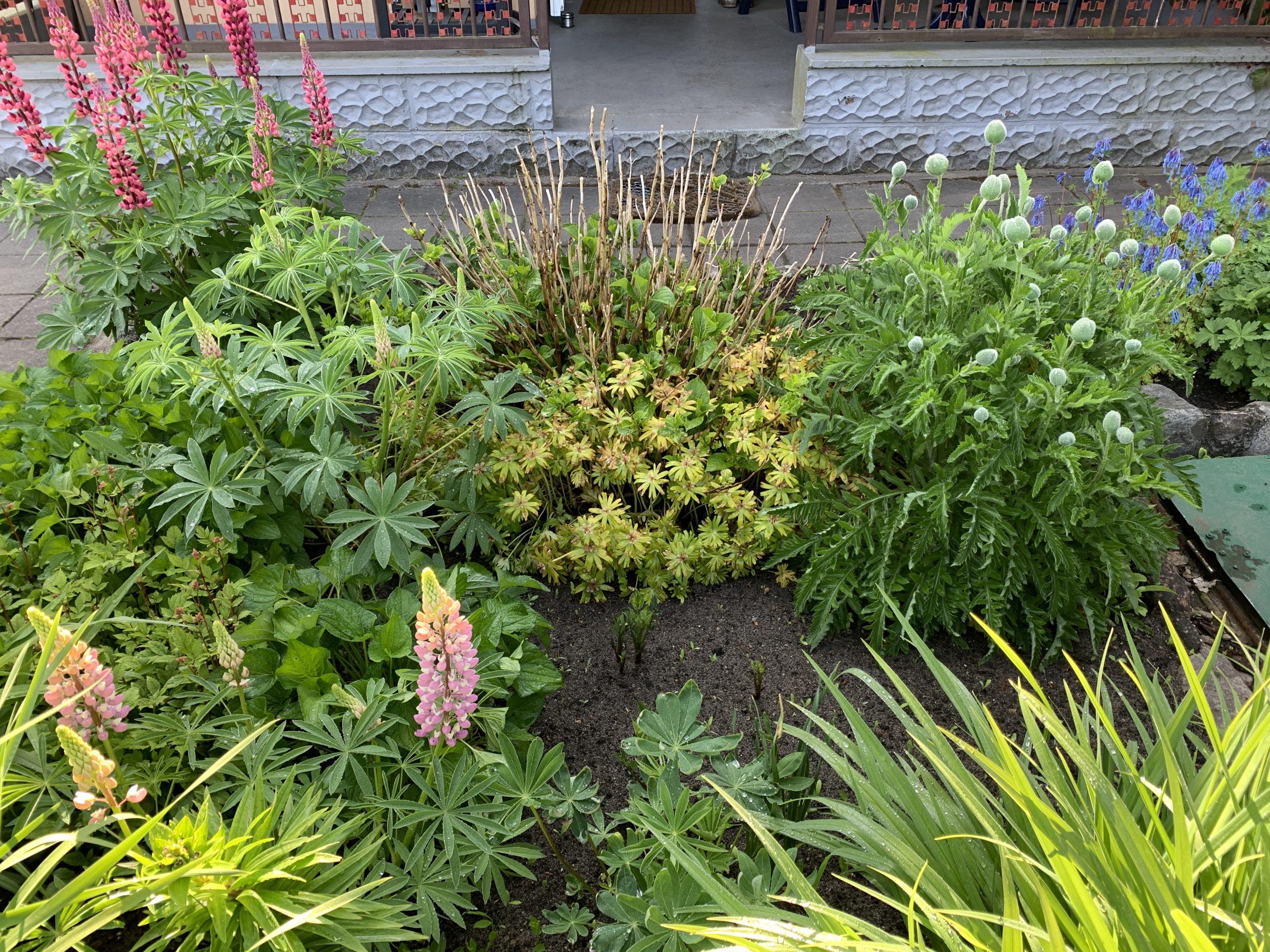 Hochgewachsene Winterlinge umringen die Hortensie