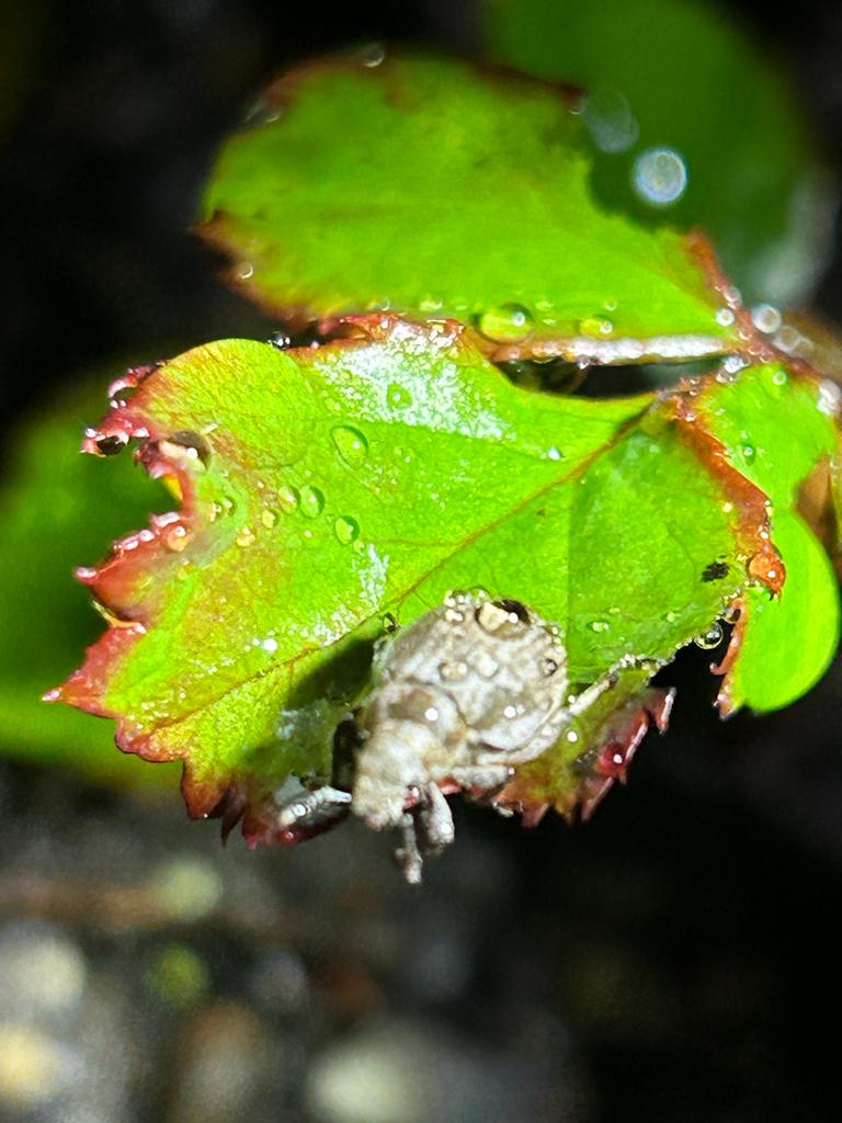 Ein merkwürdiges Geschöpf in unserem Garten. Ist das der Täter?