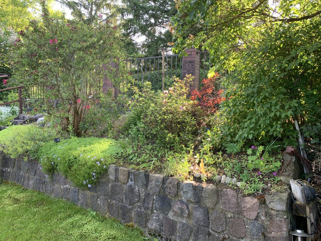 Wildwuchs in der „Friedhofsterrasse“