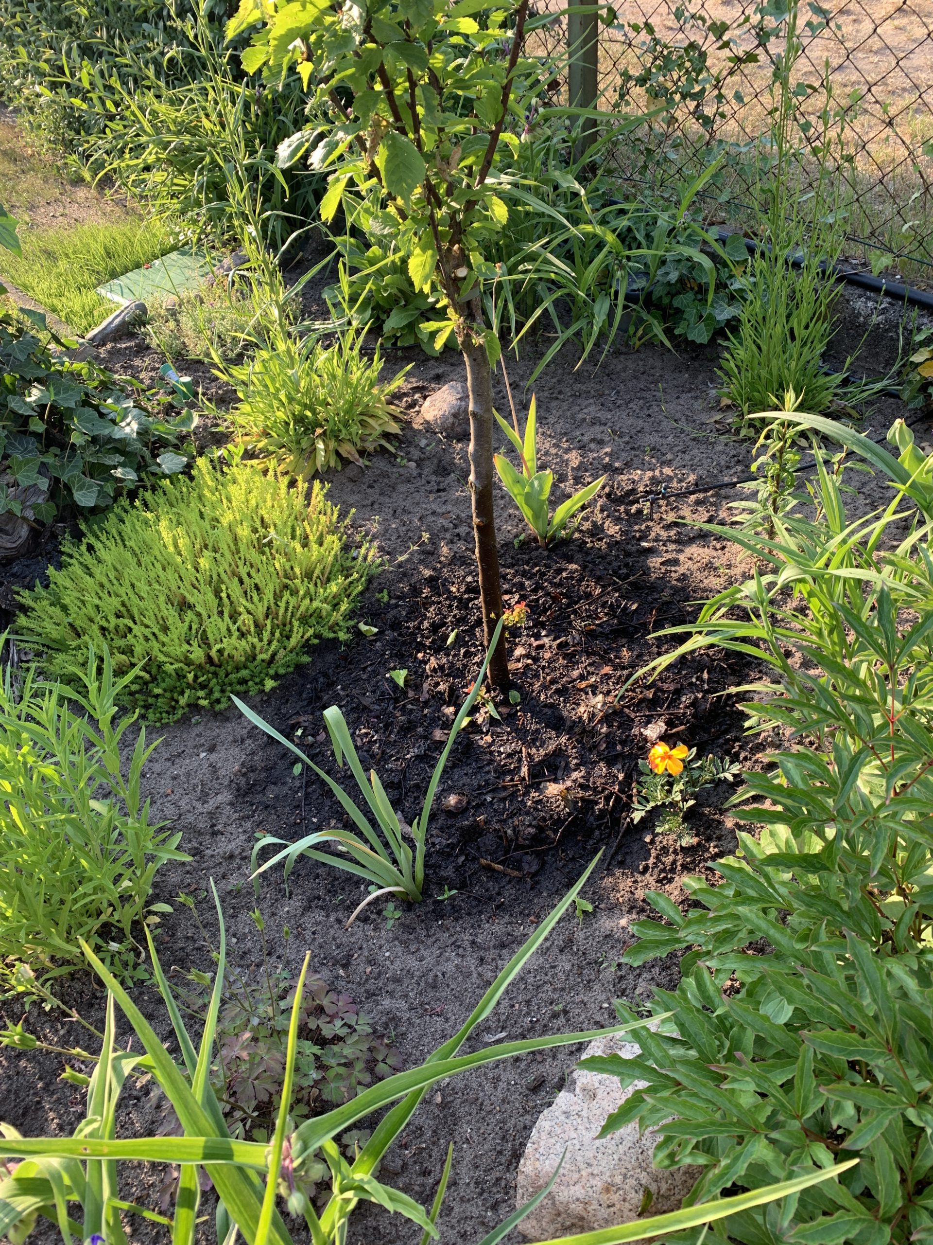 Mulchring aus Kompost um dem Stamm des Mandelbäumchens