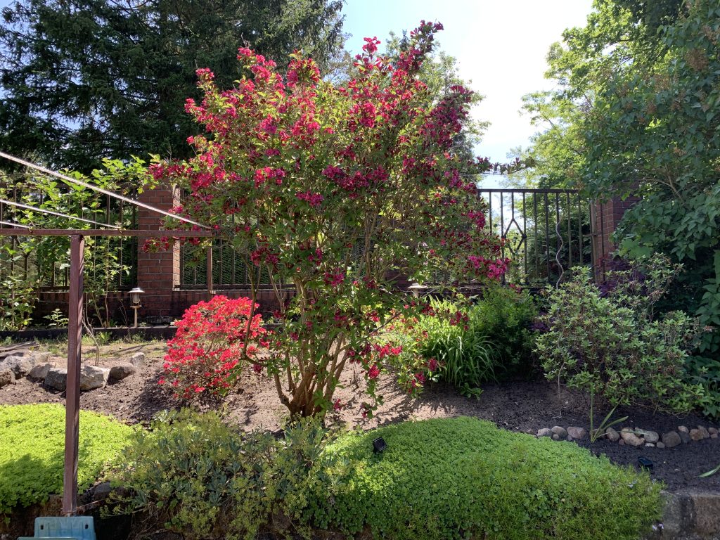 Die Pflanzen haben wieder Platz um sich zu entfalten