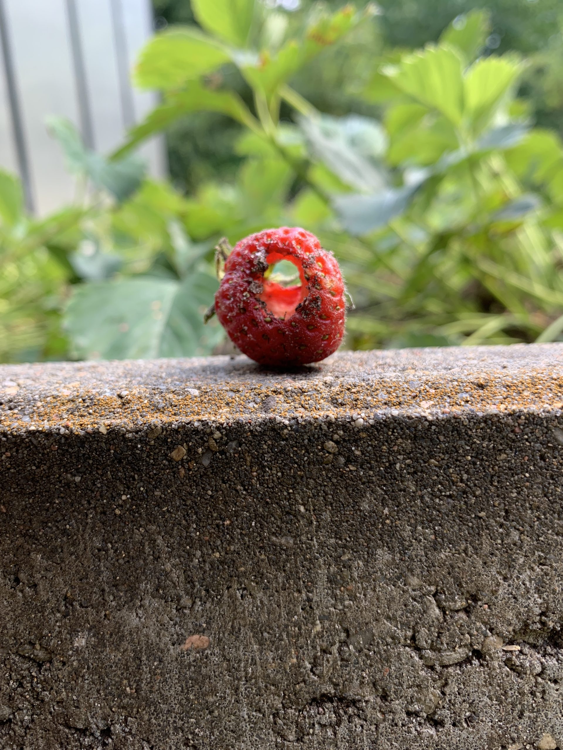 Von Schnecken verursachter Erdbeerlochfraß