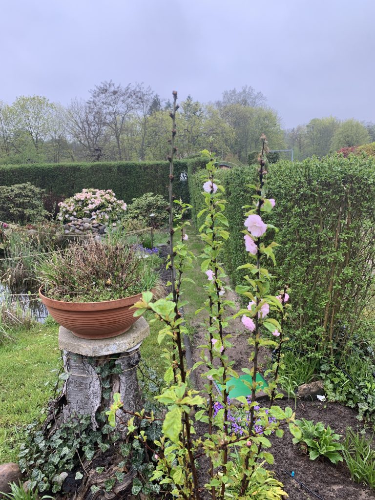 Leider eine schlechte Aufnahme vom 29. April 2023:
Vertrocknete Triebspitzen am Mandelbäumchen