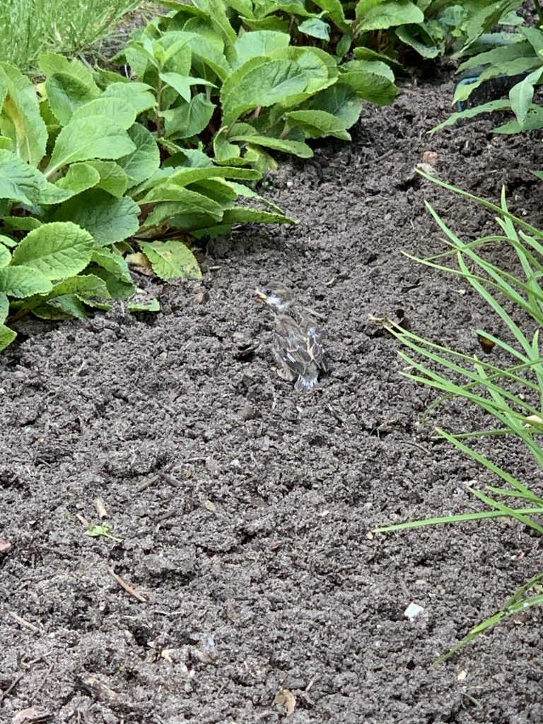 Man muss schon sehr genau hinsehen, um den jungen Spatz zu entdecken