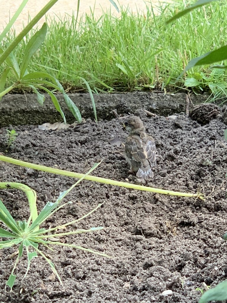 Der kleine Kerl wusste gar nicht wohin mit sich