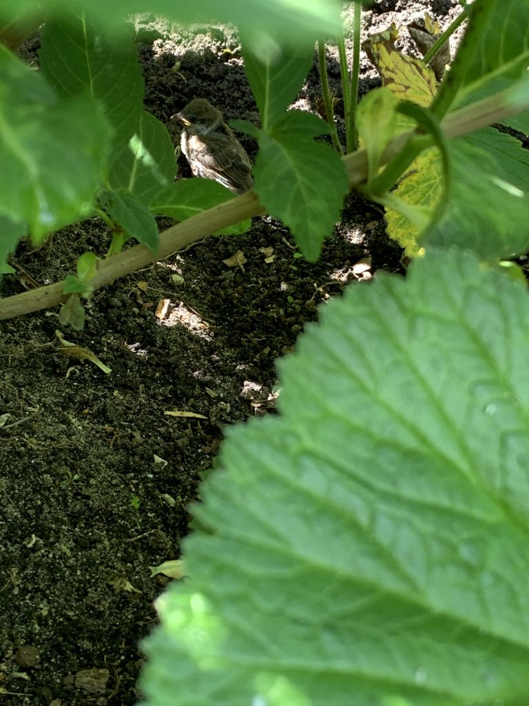 Der Jungvogel in seinem neuen Versteck