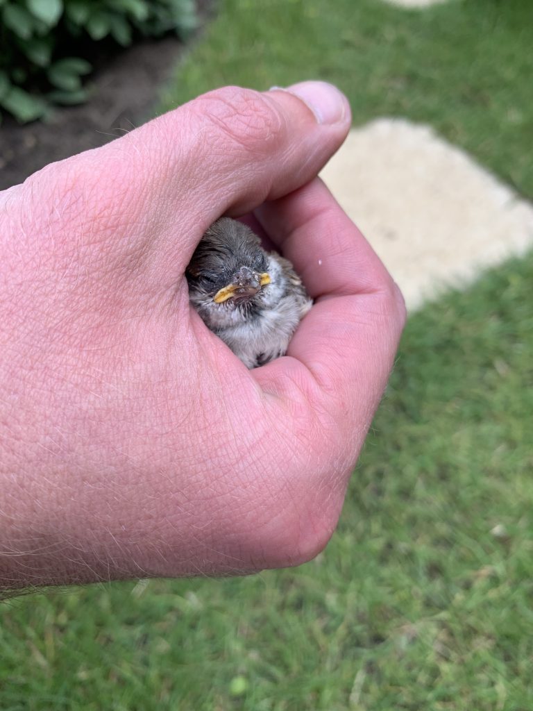 Damit der kleine Spatz nicht von der Hand springt, musste er kurz (vorsichtig!) fixiert werden