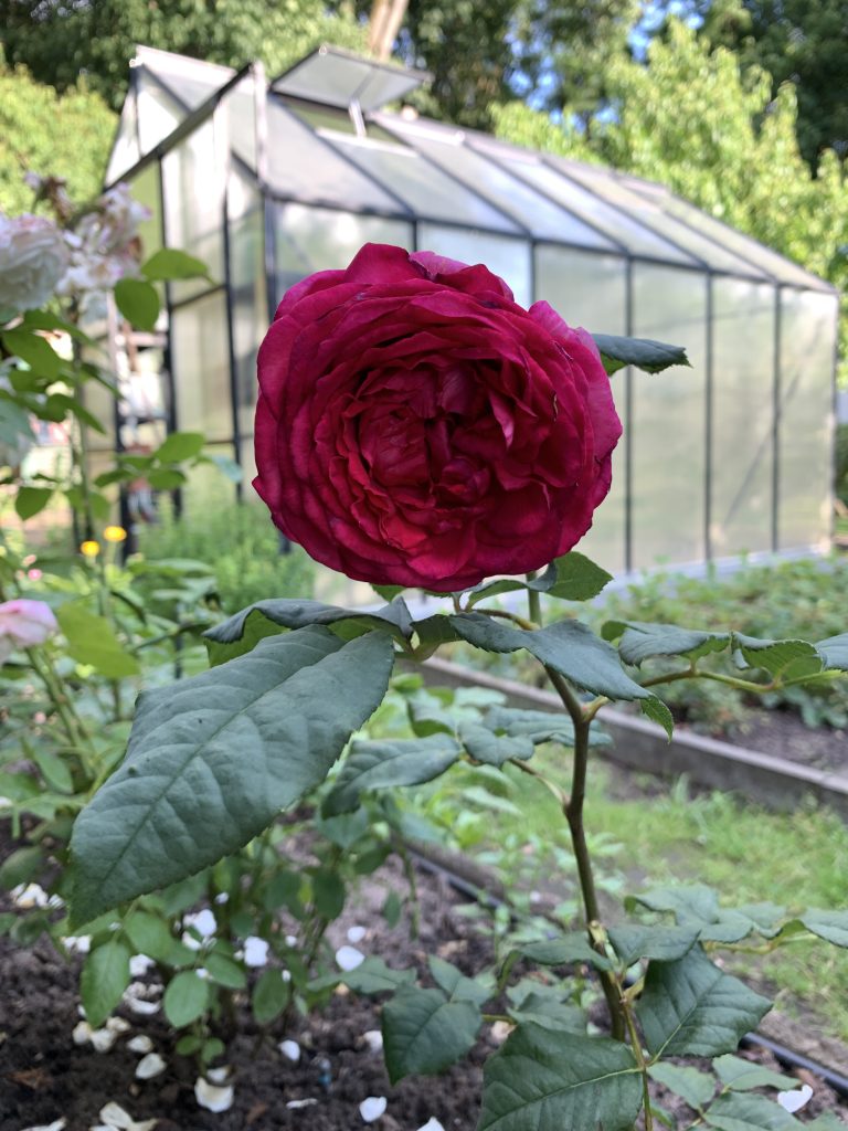 Duftet traumhaft und sieht dazu noch gut aus: Unser neues Rosengewächs