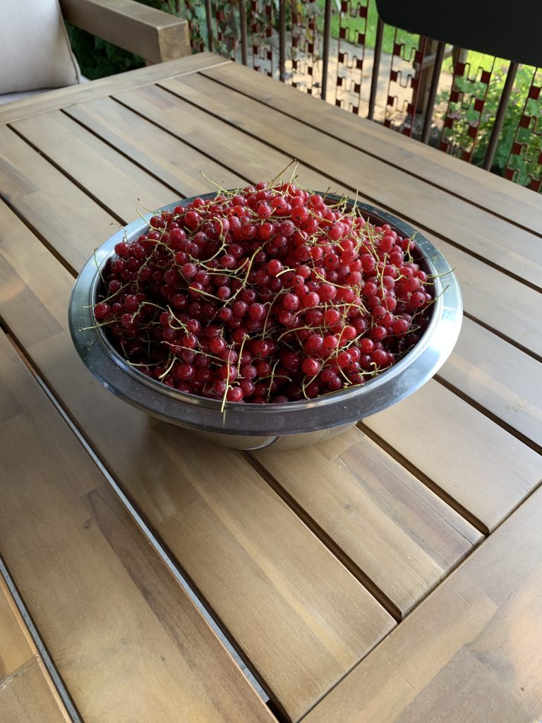 Reichhaltige Ernte - 2,1 Kilogramm wurden am 9. Juli gepflückt