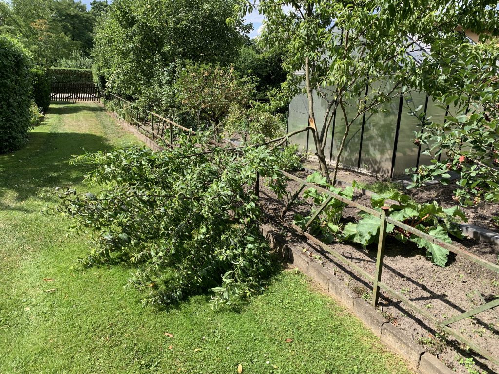 Abgebrochener Seitentrieb des kleinen Pfirsichbaumes