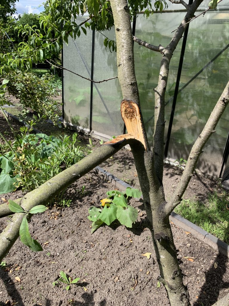 Bruchstelle direkt am "Haupttrieb"