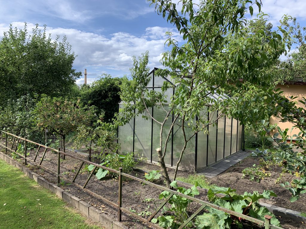 Haupttrieb, einschließlich des abgebrochenen Astes, mussten entfernt werden