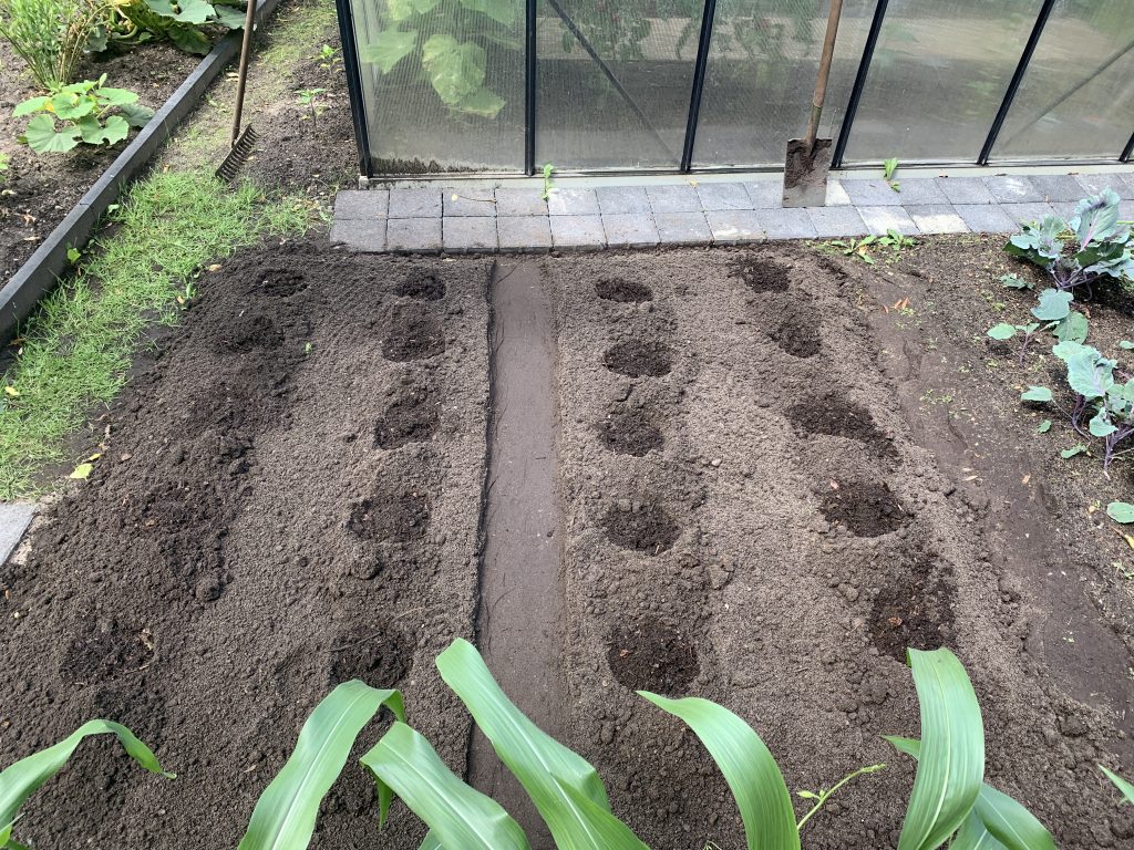 Um den Kartoffeln genügend Nährstoffe zuzuführen, wurden die Löcher mit reinem Kompost verfüllt