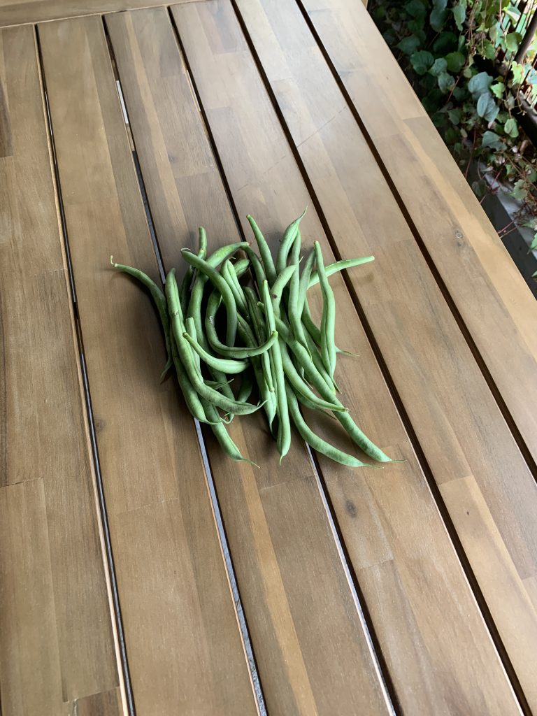Ein kleines Bündel Bohnen - geerntet am 25. Juli 2023