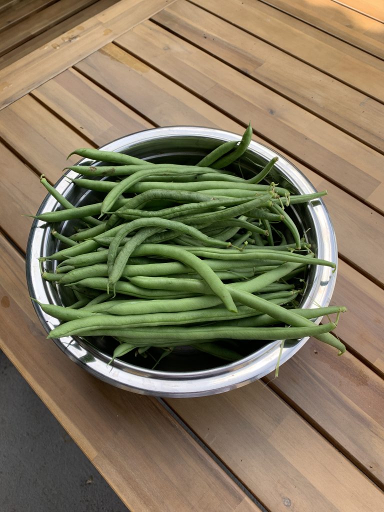 Bei der zweiten Ernte am 9. August kam ein ganzes Kilo Bohnen zusammen
