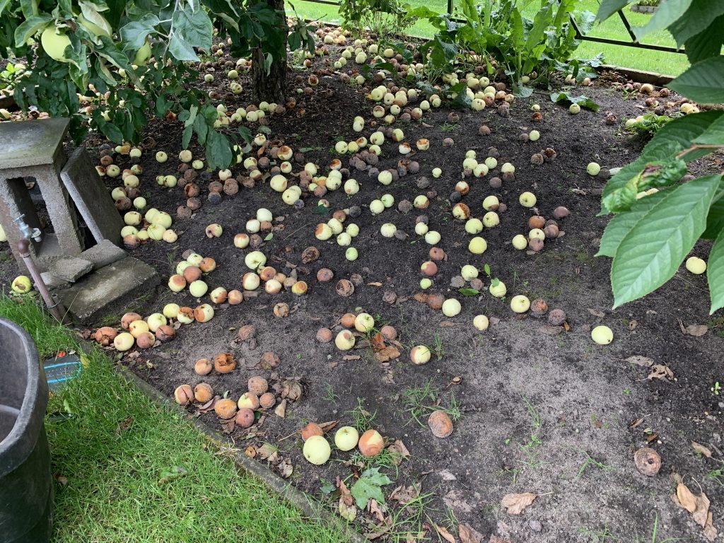 Überall liegen Äpfel herum - Aufnahme vom 9. August 2023