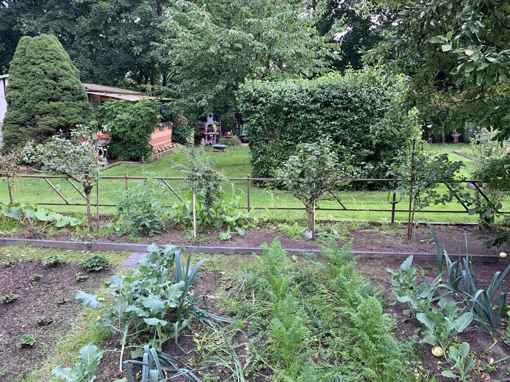 Neuer Kurzholzschnitt für unsere Beeren