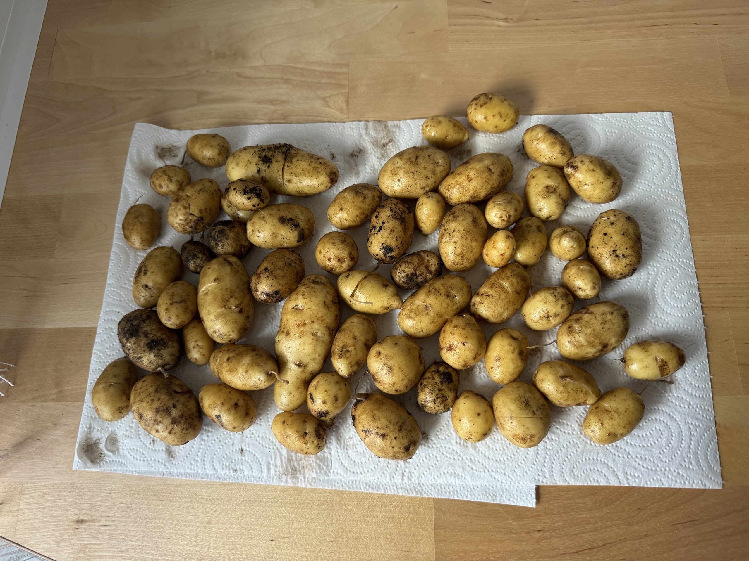 Ernteausbeute der letzten Kartoffelernte