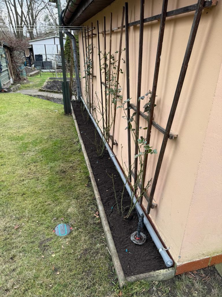 Die von uns im vergangenen Jahr gepflanzen drei Kletterrosen sind nun allein auf weiter Flur