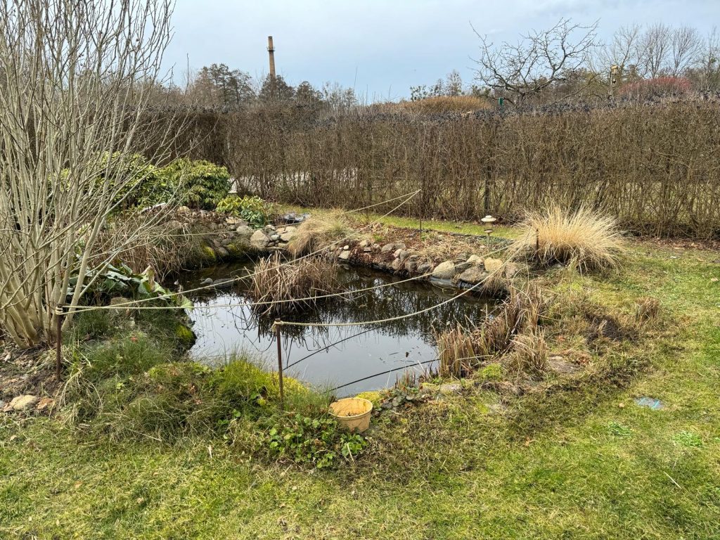 Verbliebene Vegetation im vorderen Bereich des Gartenteichs nach dem Kahlschlag