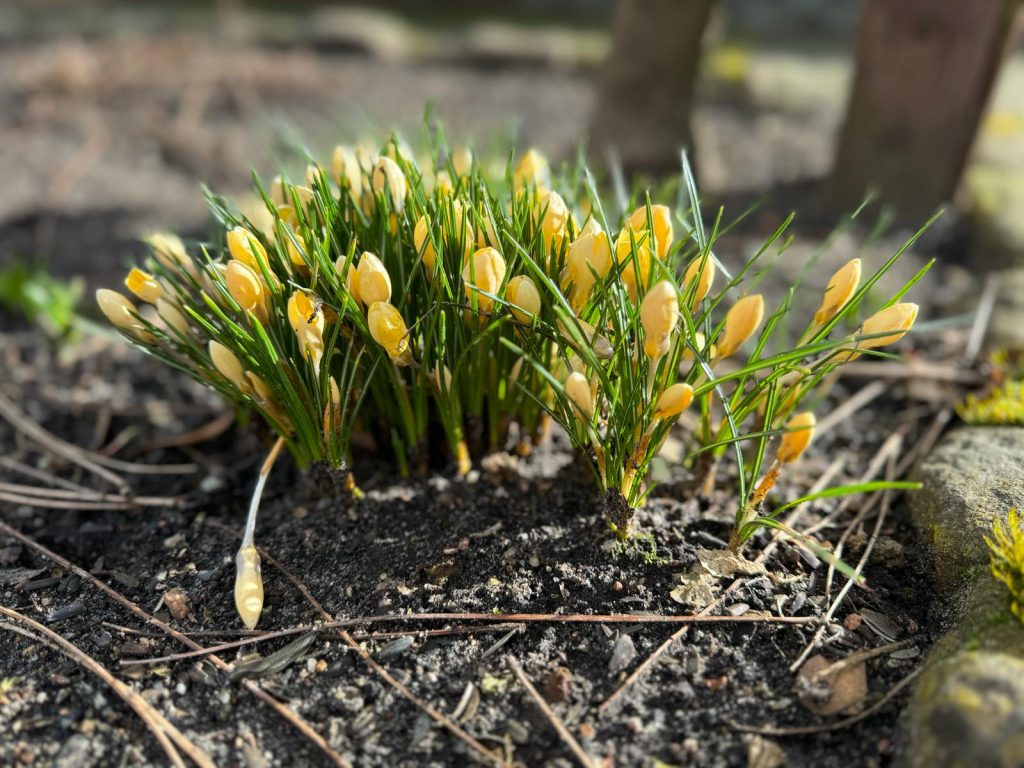 Krokusse sind die klassischen Frühblüher, die es in allen Formen und Farben (außer rot) gibt