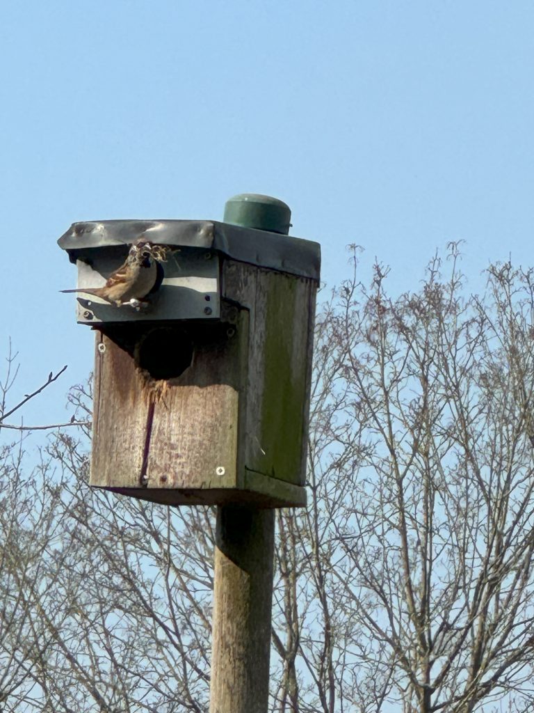 Die Spatzen ("Fumps") beginnen schon mit dem Nestbau