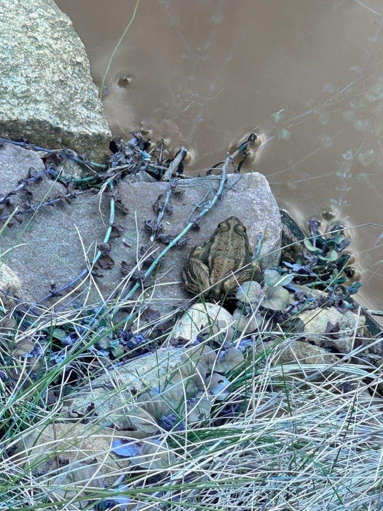 "Mama! Ein Frosch! Kommeeeet! Quak Quak Quak"