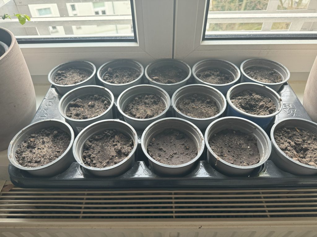 Aufnahme vom 1. März 2024: Bis auf die Töpfe in der unteresten und mittleren Reihe ganz rechts wurden alle mit anderen mit Tomaten, Paprika und (testweise) Mais "bestückt"