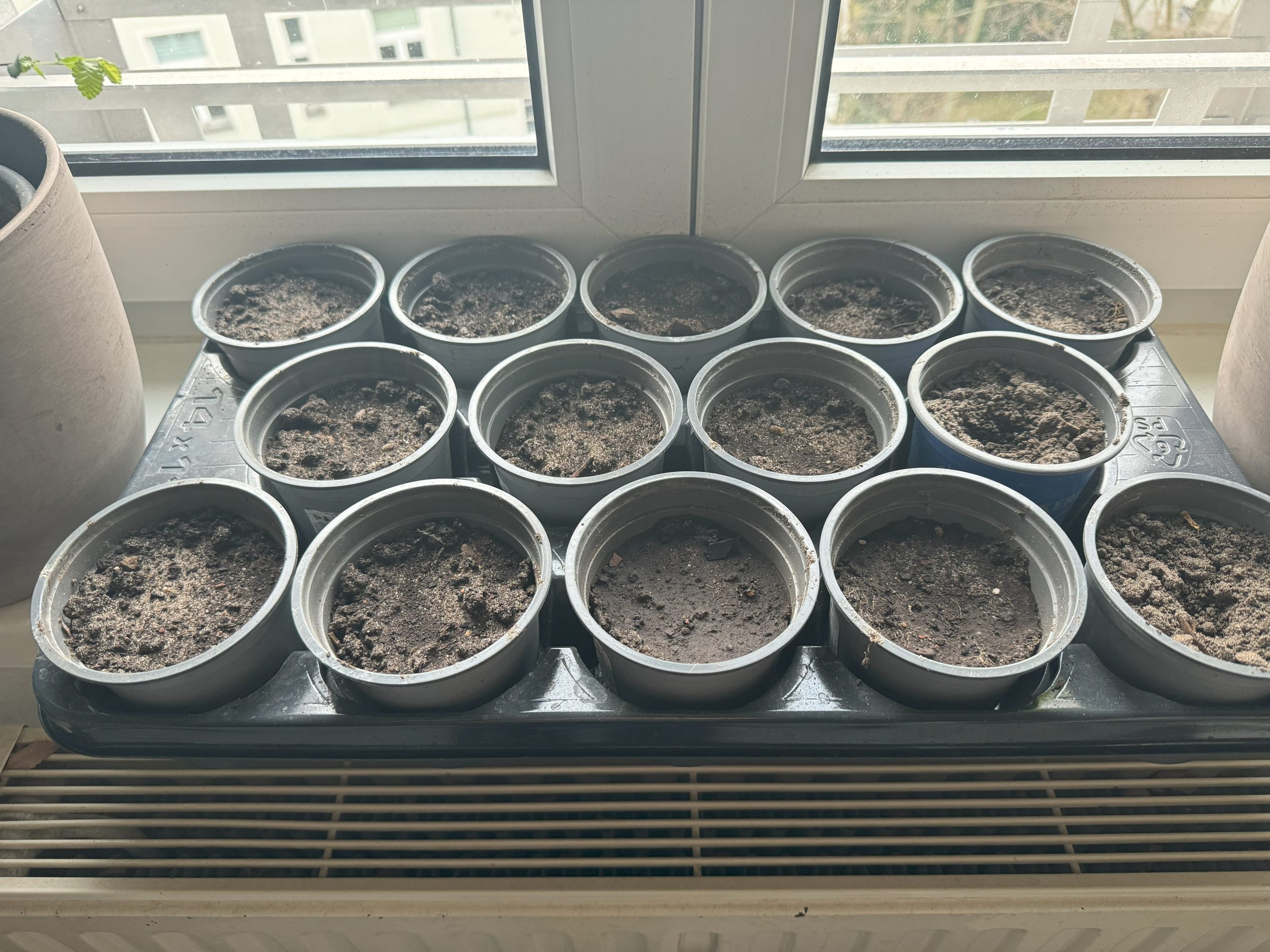 Aufnahme vom 1. März 2024: Bis auf die Töpfe in der unteresten und mittleren Reihe ganz rechts wurden alle mit anderen mit Tomaten, Paprika und (testweise) Mais "bestückt"