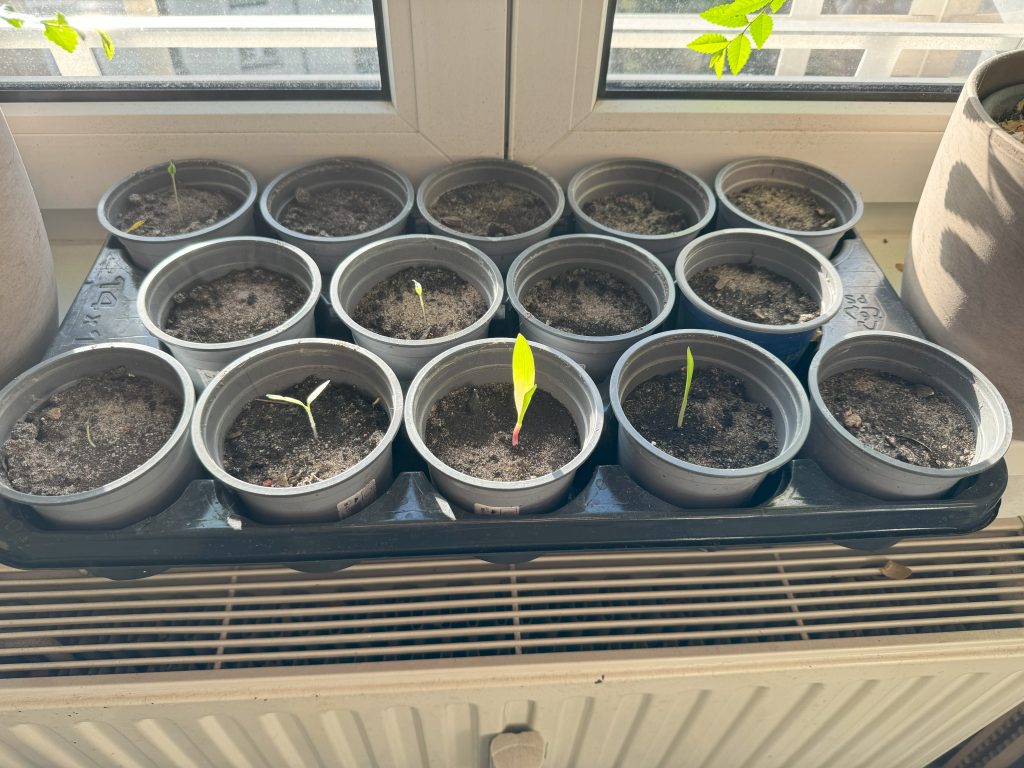 Aufnahme vom 17. März: Der Mais entwickelt sich prächtig