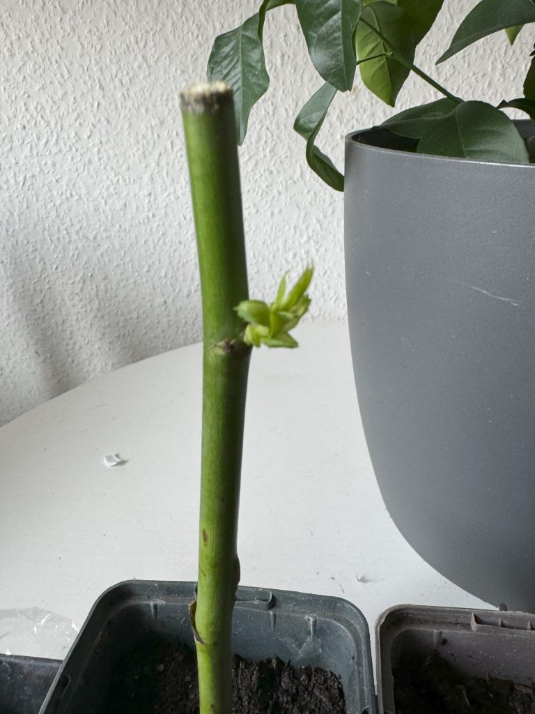 Zarte Triebe an einem Rosenstiel