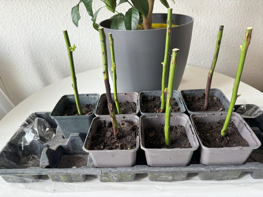 Sieben in die Erde gesteckte Rosenstängel