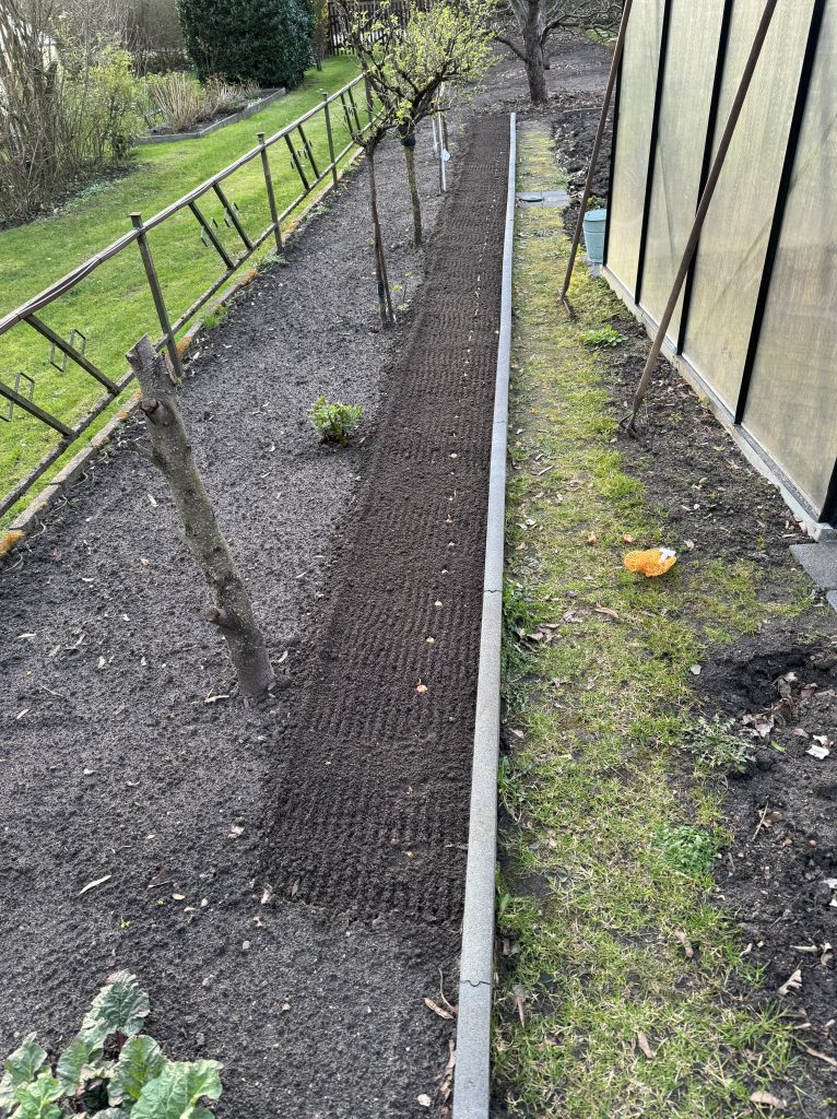 Mohrrüben- und Zwiebelreihe im Randbeet zur Nachbarin