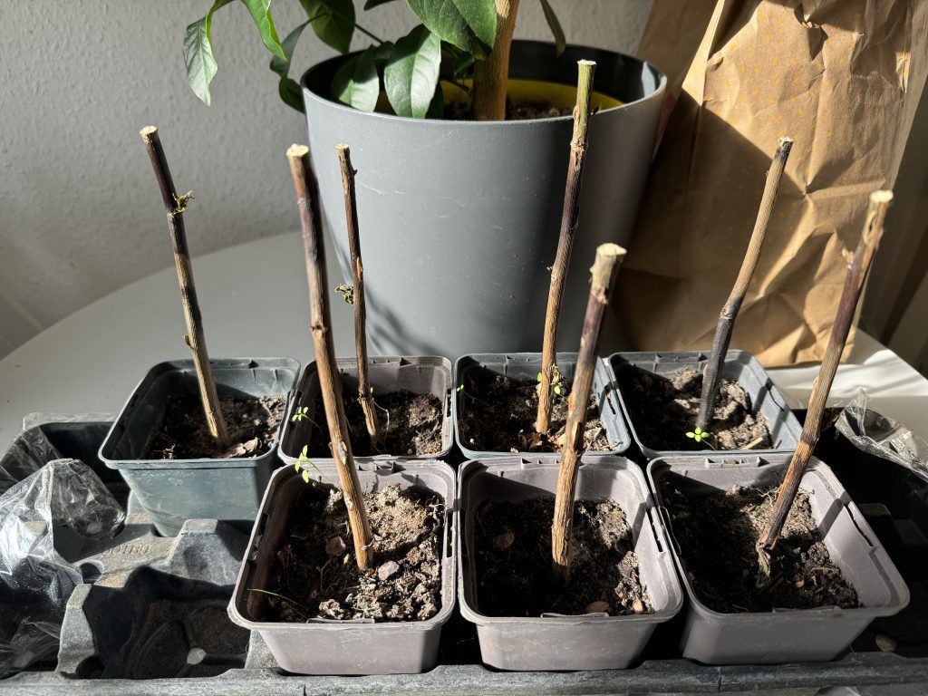 Abgestorbene Rosenzweige