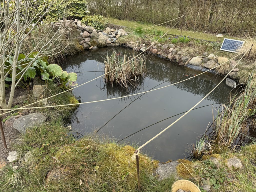 Teich nach der Reinigungsaktion