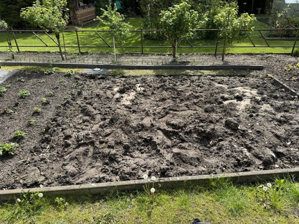 Viele Fußspuren - keine Struktur. Und im Hintergrund sprießen die Zwiebeln