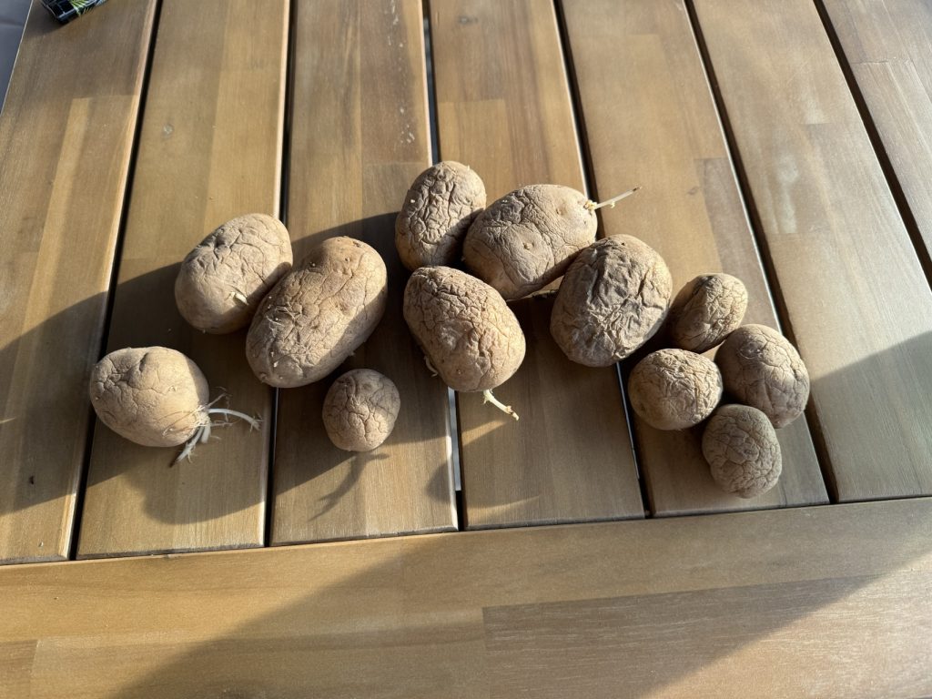 Kräftige Saatkartoffeln der Sorte "Princess"