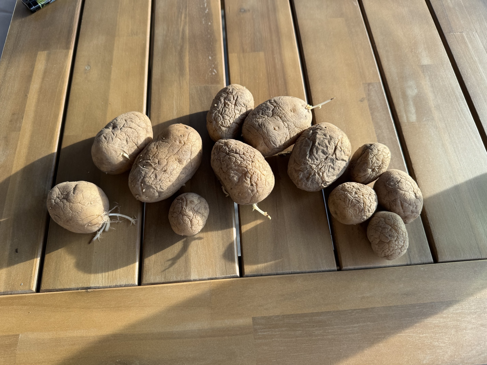 Kräftige Saatkartoffeln der Sorte "Princess"