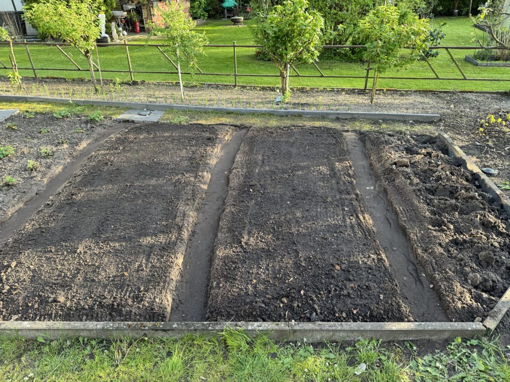 Foto vom 27.04.2024:
Die Kartoffeln sind in der Erde