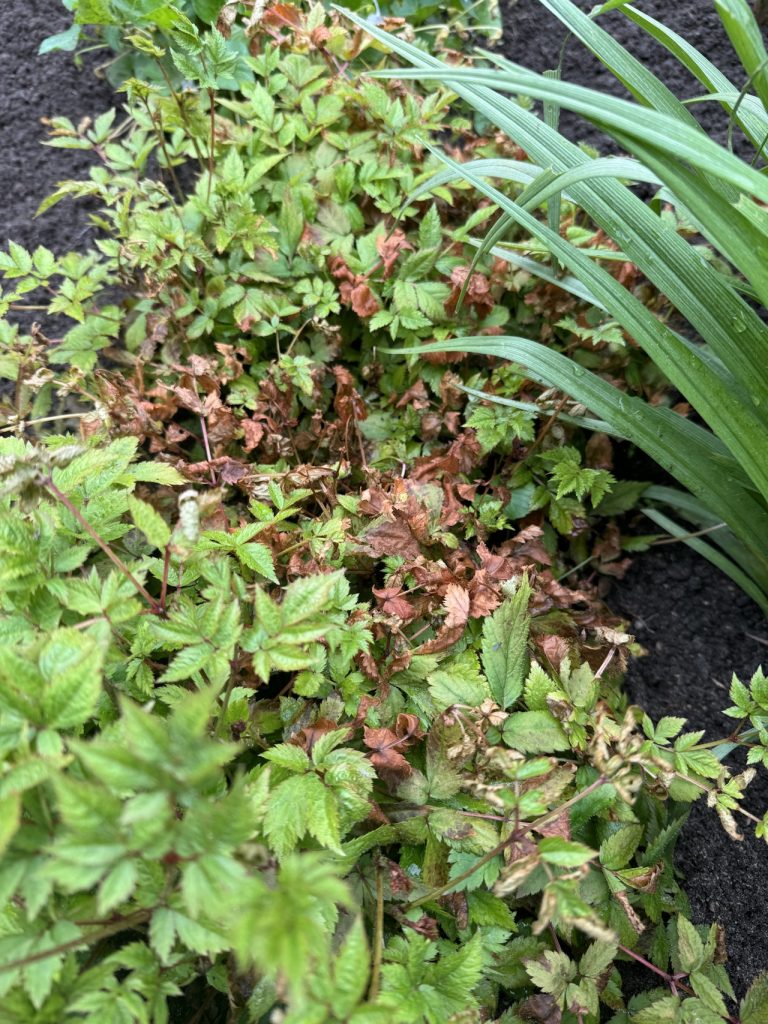 Weitere Frostschäden