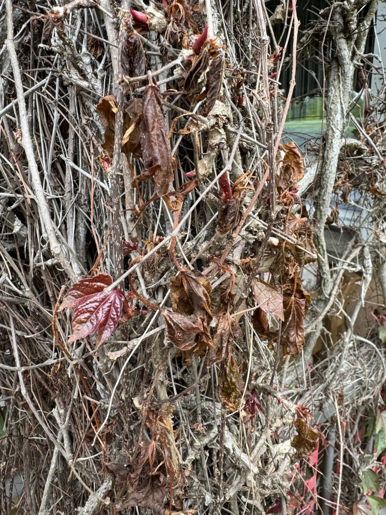 Ehemals grüne Triebe am "Wilden Wein" hängen nur noch braun und trostlos herab