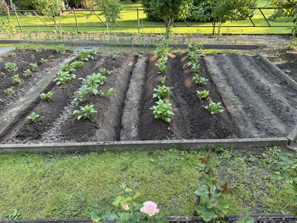 Foto vom 24.05.2024: Kartoffelacker nach der Anhäufelungsaktion