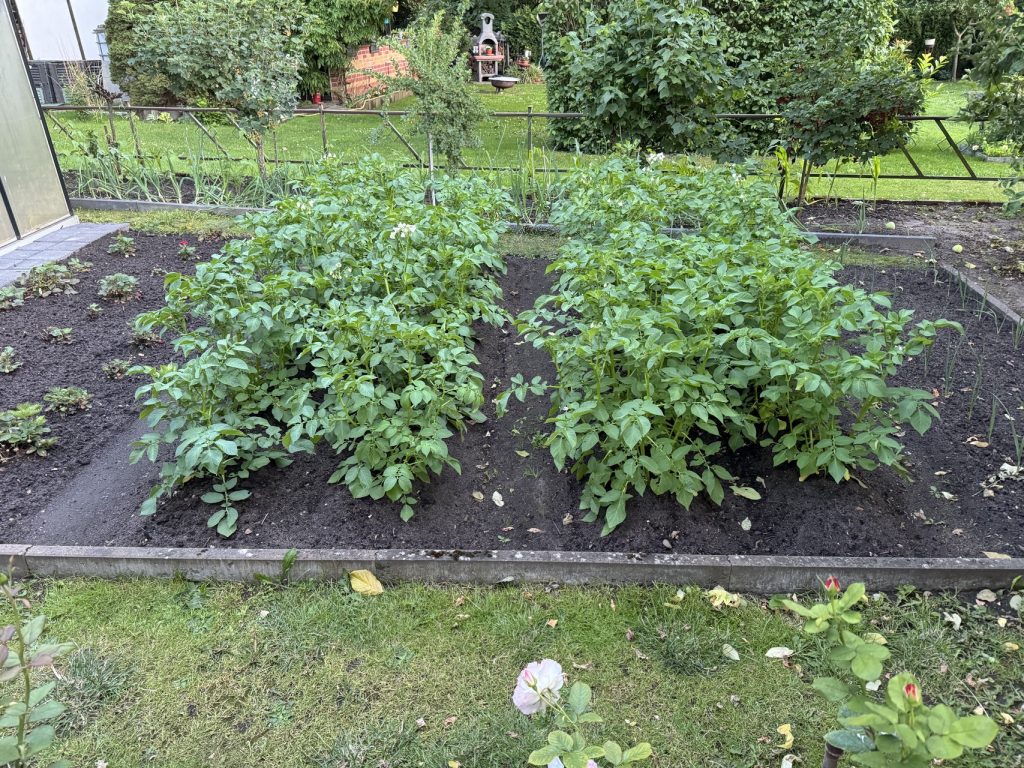 Foto vom 11.06.2024: Fast einen Meter hoch ist sind die Pflanzen mittlerweile